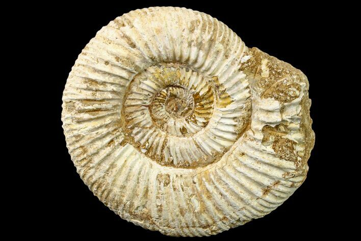 Jurassic Ammonite (Perisphinctes) Fossil - Madagascar #161754